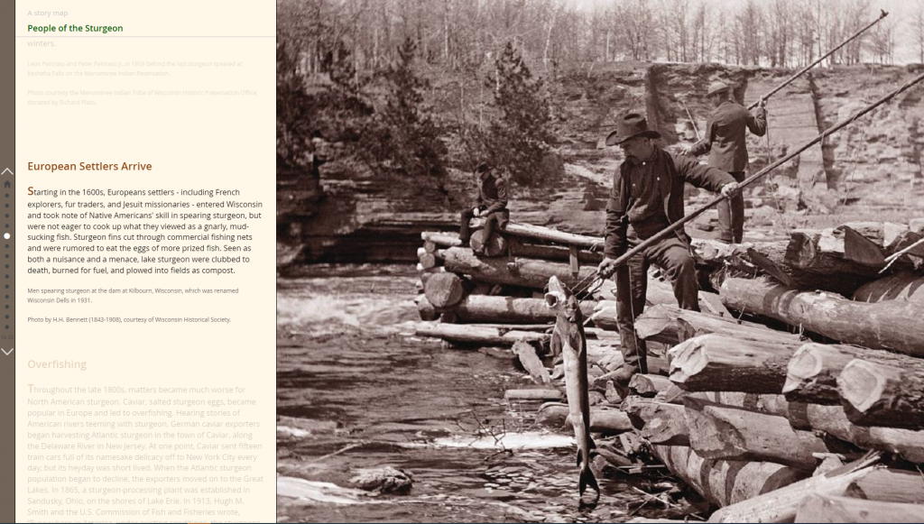 A historic photo of people spearing and catching sturgeon