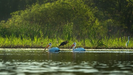 Two American white pelicans glide through the Bay of Green Bay, with a great blue heron in the background, near Point au Sable, one of the few undeveloped estuarine wetlands in the Lake Michigan ecosystem. The point is included in Wisconsin’s proposed National Estuarine Research Reserve.